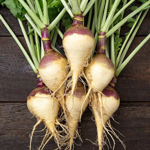 Rutabaga Seeds Pack - 500+ Helenor Variety Brassica napus Vegetable Garden Planting