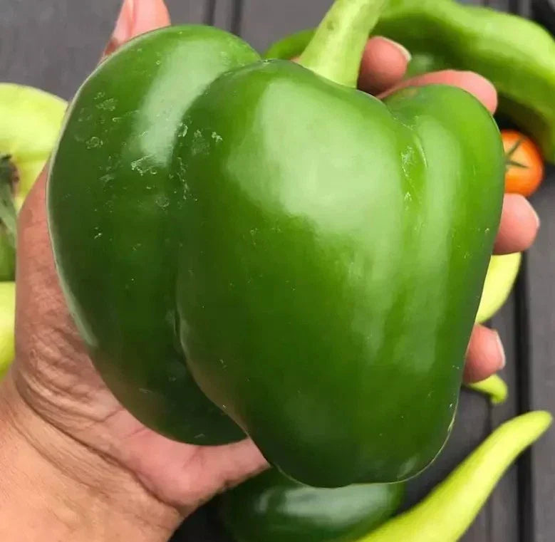 Giant Keystone Resistant Heirloom Seeds - Organic Non-GMO Sweet Variety - 25+ Count