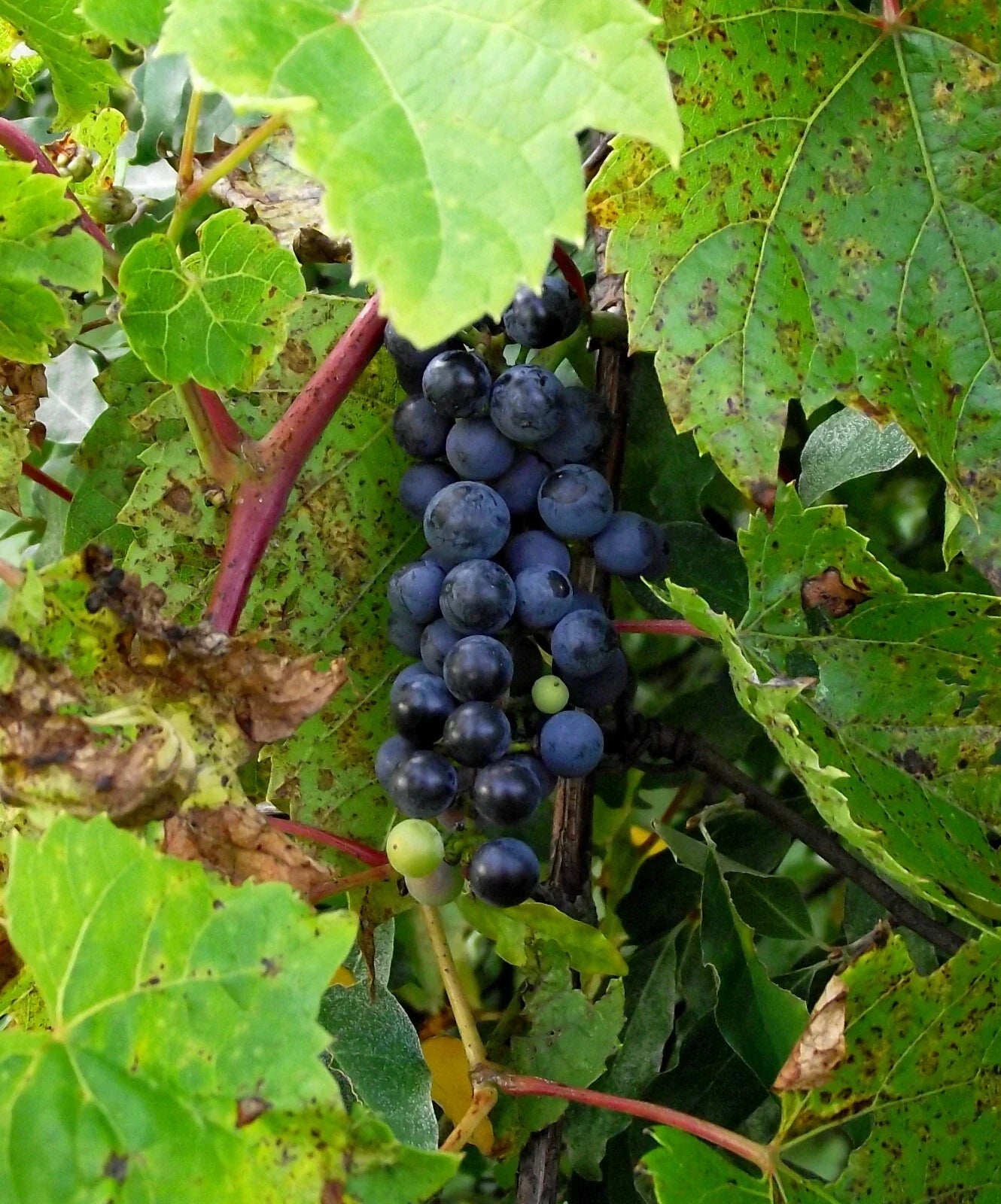 Riverbank Grape Seeds - Vitis riparia Hardy Climbing Vine for Edible Grapes & Landscaping - 20 Seeds