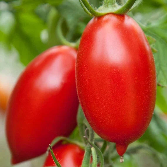 Amish Paste Tomato Seeds - Heirloom Solanum lycopersicum for Home Gardening