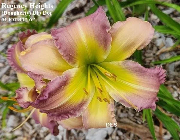 Daylily Live Plant Regency Heights - 34" Northern Hardy Hemerocallis for Garden Borders