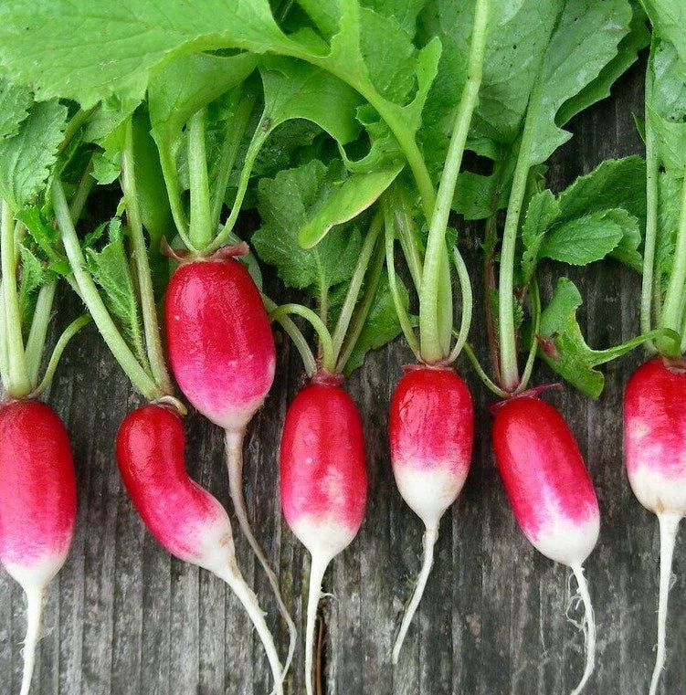 French Breakfast Radish Seeds | Heirloom Reddish-Pink-White Long Radishes | Raphanus sativus, Fast-Growing, Non-GMO, Salad & Pickling