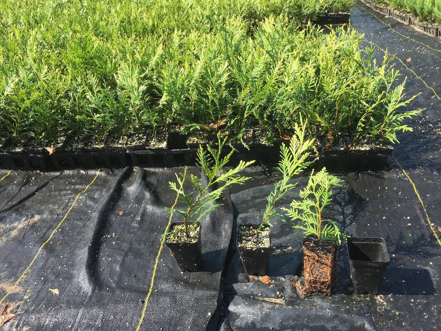 Green Giant Thuja Trees 10-14" in Pots, Evergreen Privacy Hedge, Thuja standishii x plicata, Fast-Growing Landscape Plants