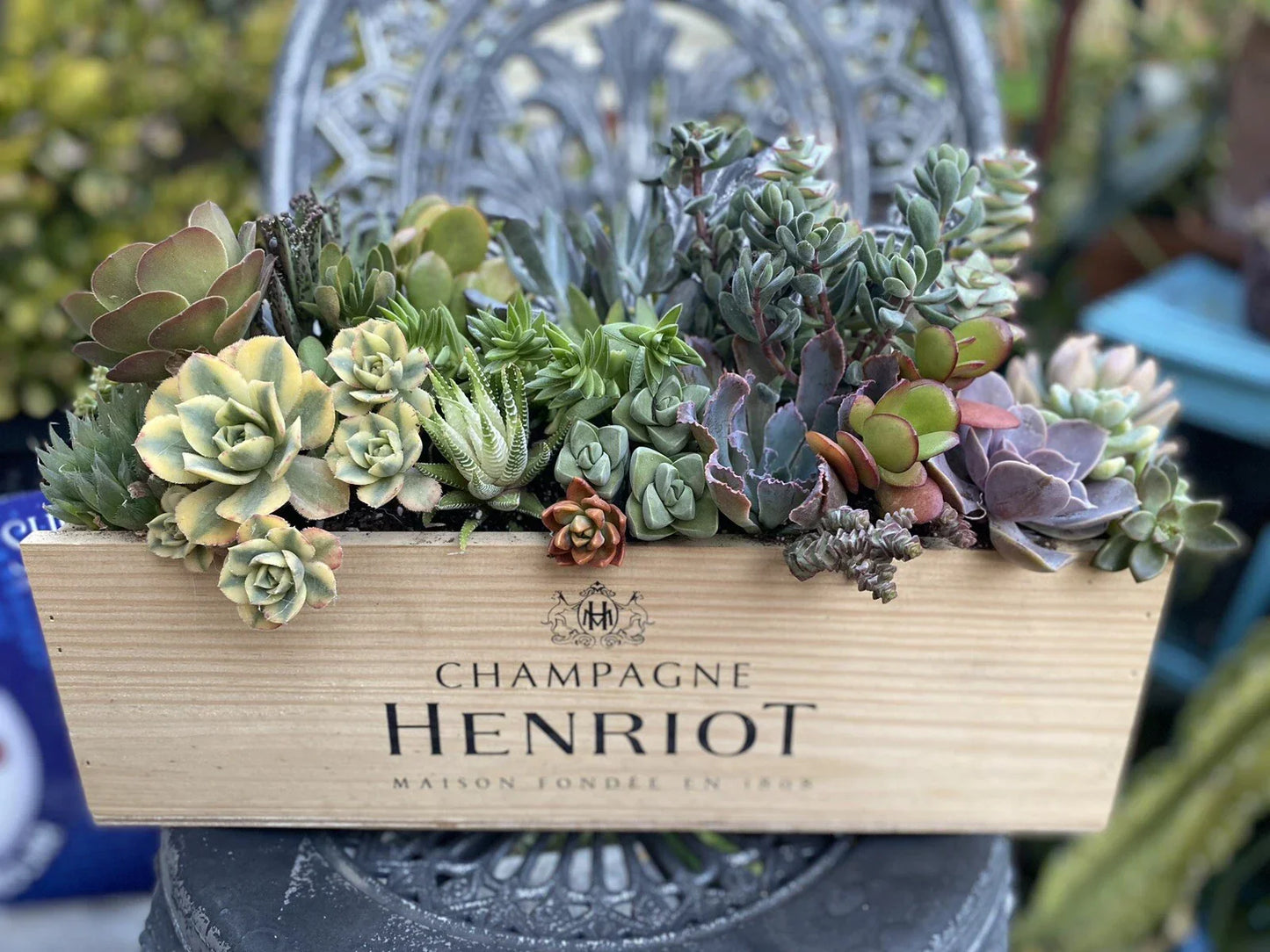Succulent Arrangement Starter Kit - 25+ Assorted Cuttings in Wine Box