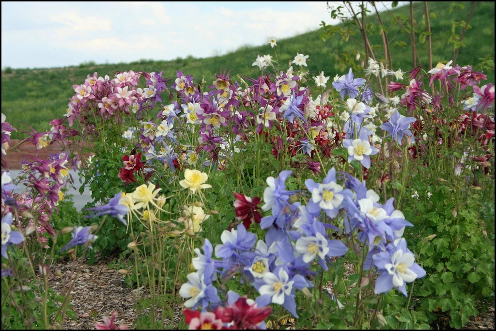Columbine Seeds - Dragonfly Mix - Colorful Wildflower Garden Seeds for Pollinator Attraction - Aquilegia caerulea