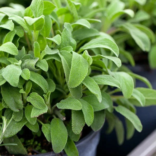 Broadleaf Sage Seeds - Herb Garden Planting Seeds for Culinary Use - Salvia Officinalis - Perennial Herb