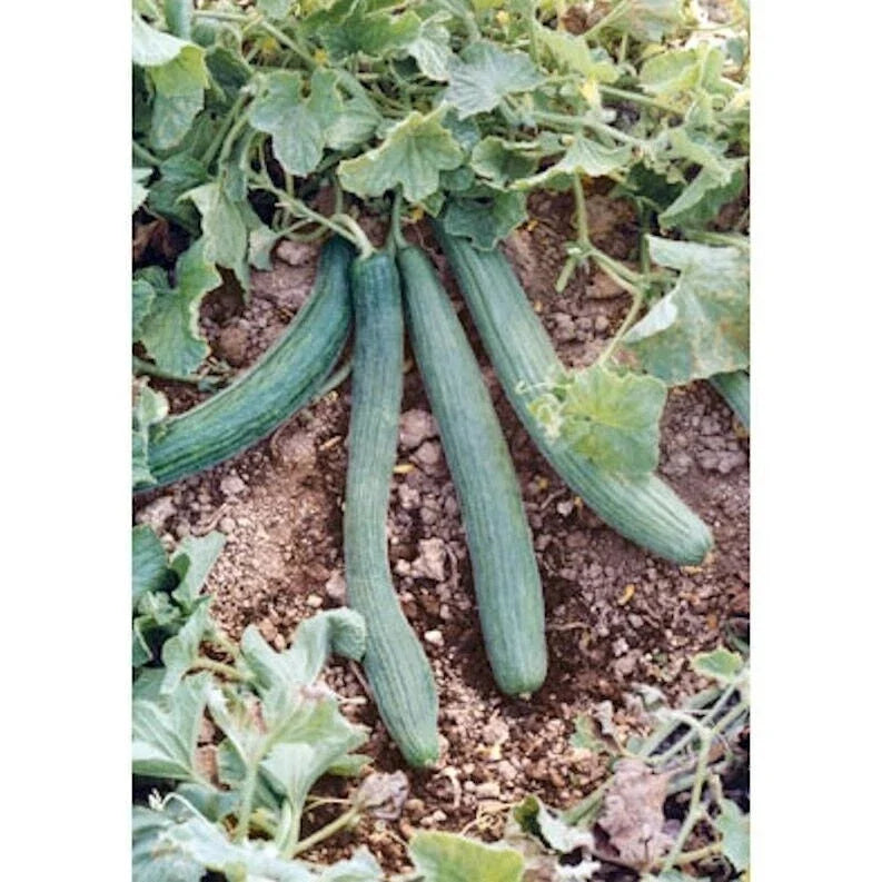 Italian Cucumber Seeds - Packaged, Non-GMO, Cucumis sativus, High Yield, Vining, for Home Gardening
