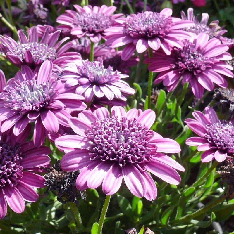 Double Purple Cape Daisy Seeds - Osteospermum ecklonis, 50+ Seeds for Garden, Flowering Plant, Full Sun, Easy to Grow