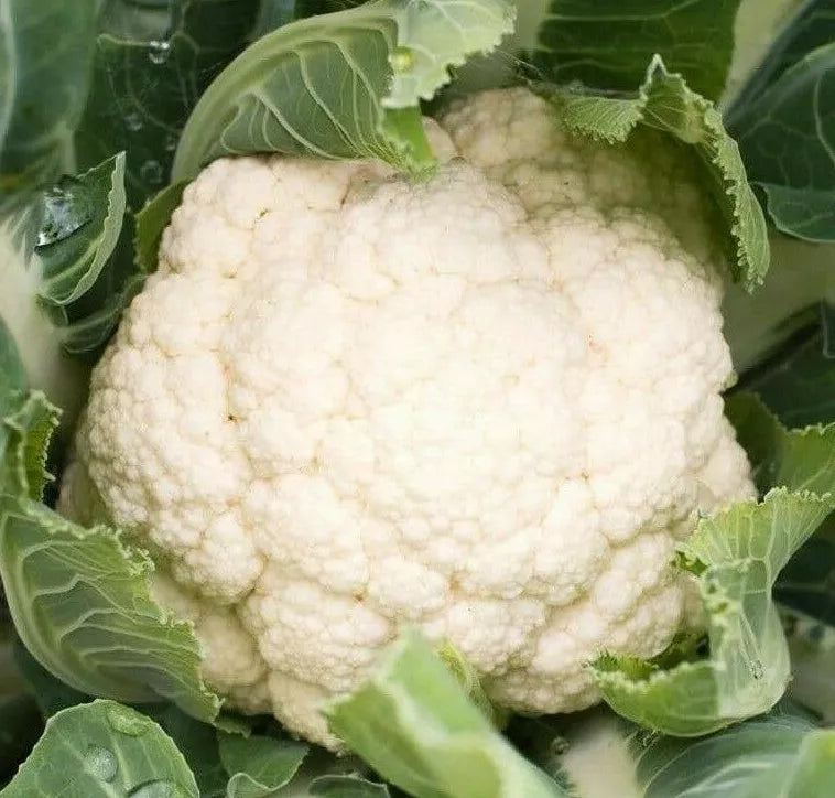 Cauliflower Seeds - 300+ Self Blanche Variety, Cool Weather Vegetable Garden Seeds, Brassica oleracea