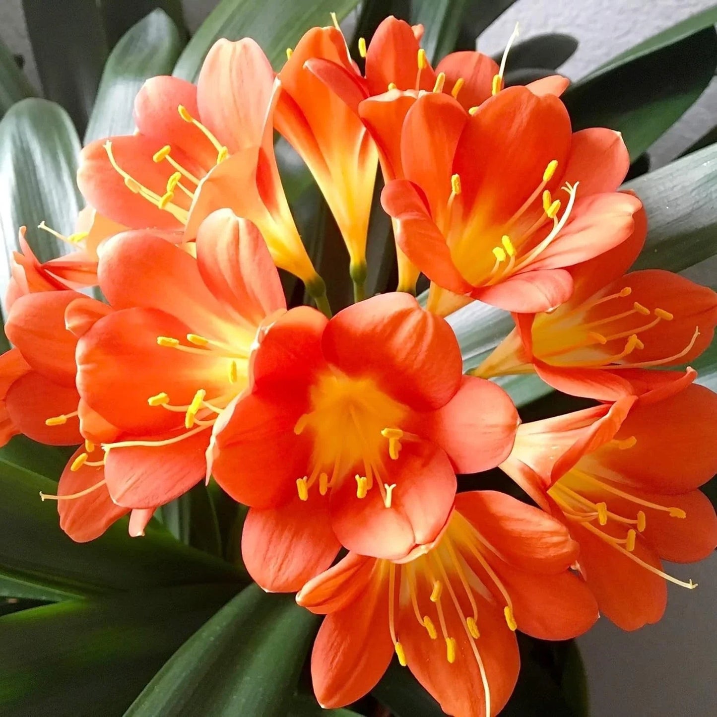 Live Clivia Miniata Plant - Large Orange Flowering Bush Lily - Well-Rooted Indoor/Outdoor Garden Plant