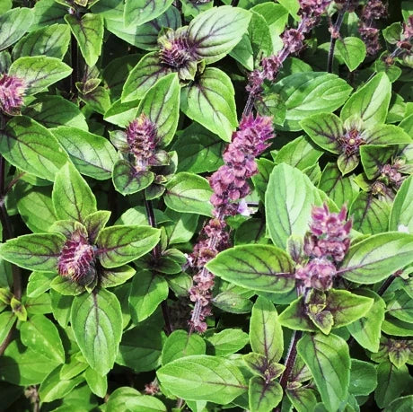 Persian Basil Seeds - Reyhan Variety for Herb Garden, Culinary Herb, Organic Non-GMO, Mediterranean, Middle Eastern Cooking, 100 Seeds
