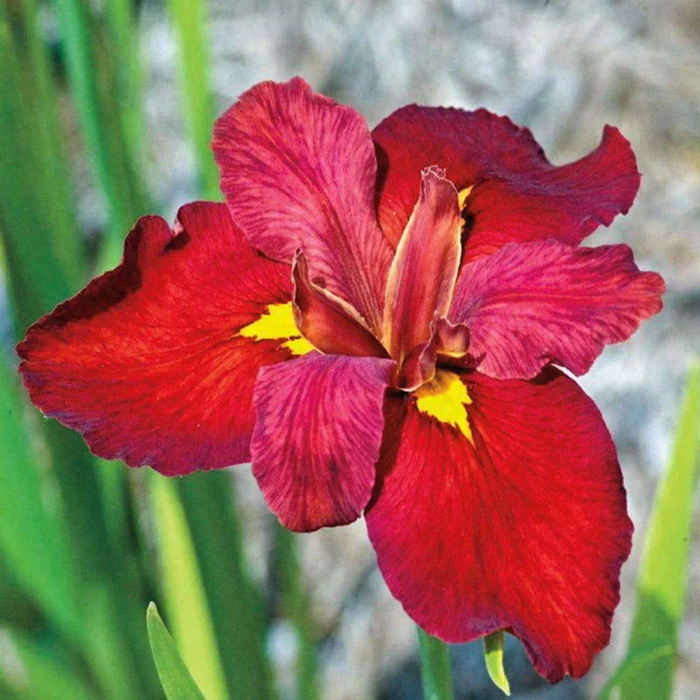 Blooming Size Ann Chowning Red Louisiana Iris - Iris fulva Aquatic Marginal Pond Plant Set of 2