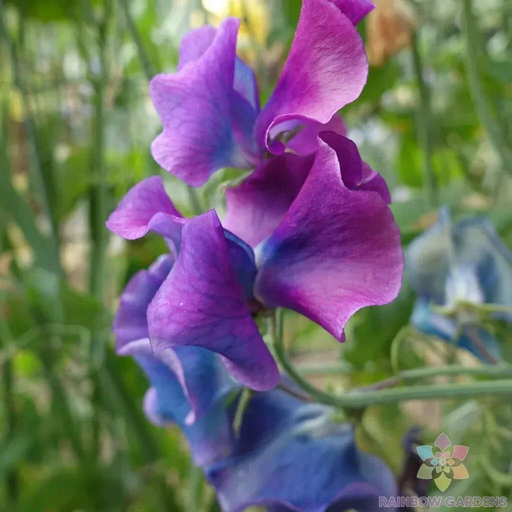 Blue Shift Sweet Pea Seeds - 50+ Pack, Fragrant Climbing Flowers, Lathyrus odoratus, Non-GMO, Garden Planting, USA Grown