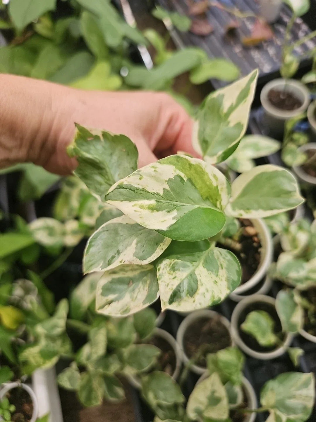 Rooted Live Pothos Plant Pearl and Jade Variety - Easy Care Indoor Epipremnum aureum