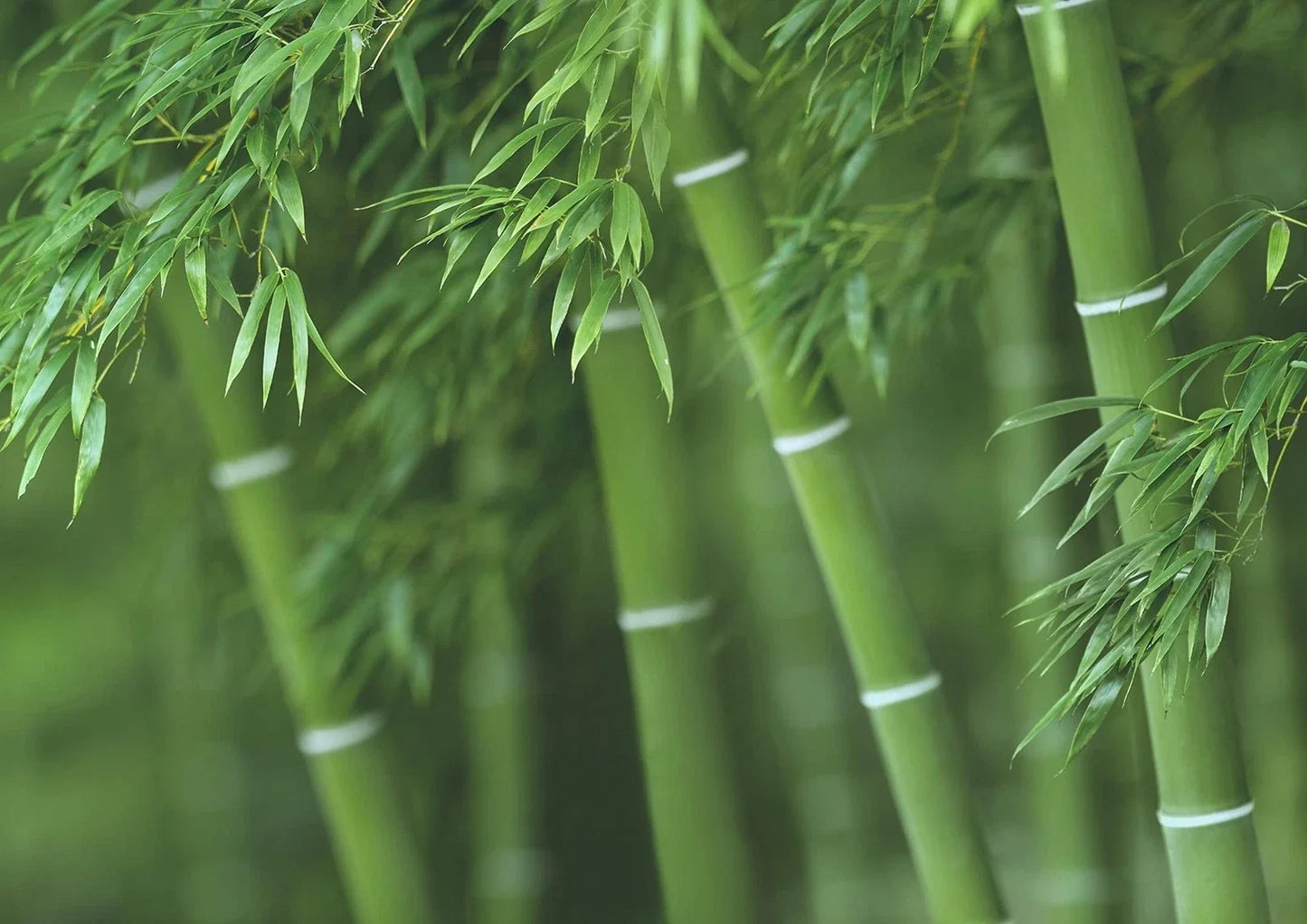 Bamboo Seeds for Planting - 300+ Fast-Growing Exotic Varieties - Bambusoideae Seeds for Garden & Landscape
