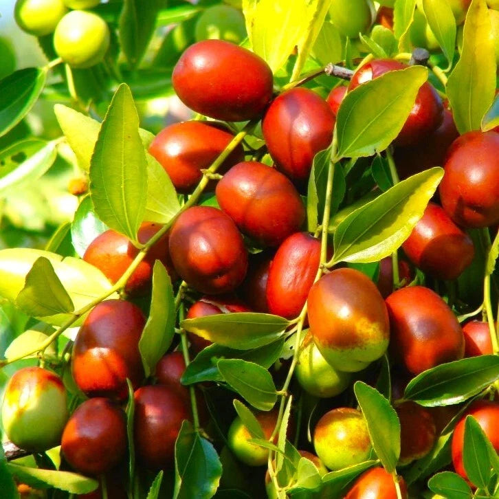 Jujube Tree Seeds Pack of 2025 | Chinese Red Date | Ziziphus Jujuba | Drought-Tolerant Fruit Tree for Garden & Landscape