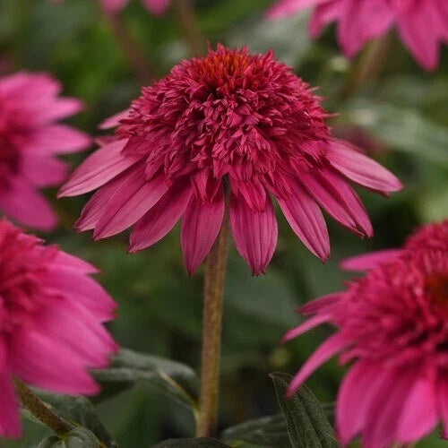 Watermelon Coneflower Seeds - 50 Perennial Echinacea purpurea Pink Blooms for Garden Planting