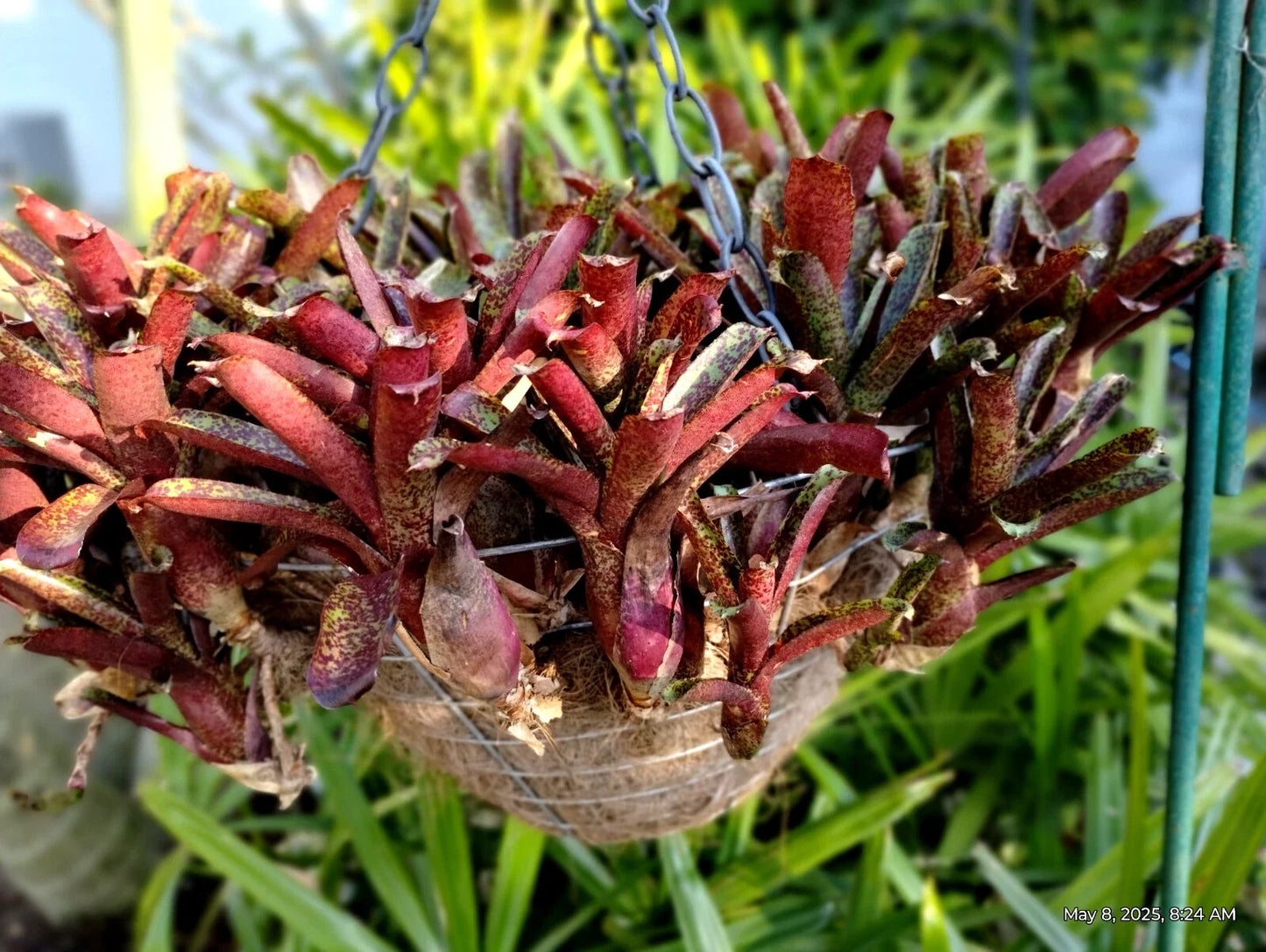 Neoregelia Mo Peppa Plants - Group of 4 Tropical Bromeliads for Indoor & Outdoor Decor