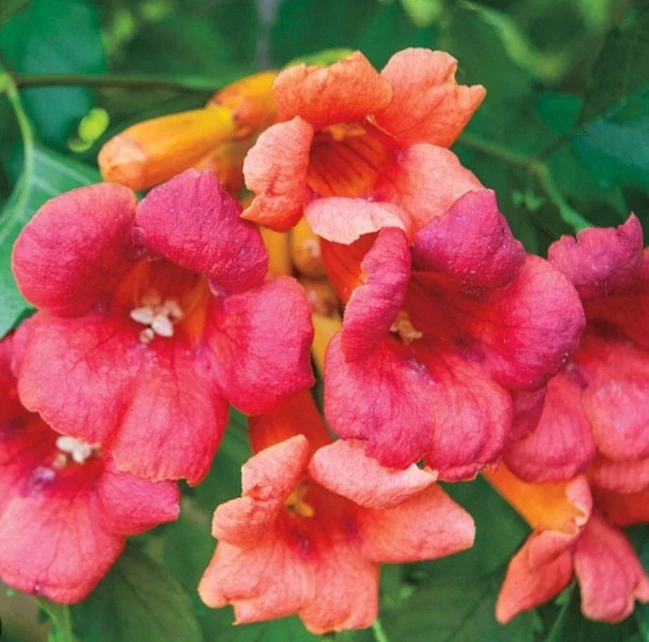 Flame Orange Red Trumpet Vine Bare Root Plant | Campsis radicans | Climbing Garden Vine for Trellises & Fences