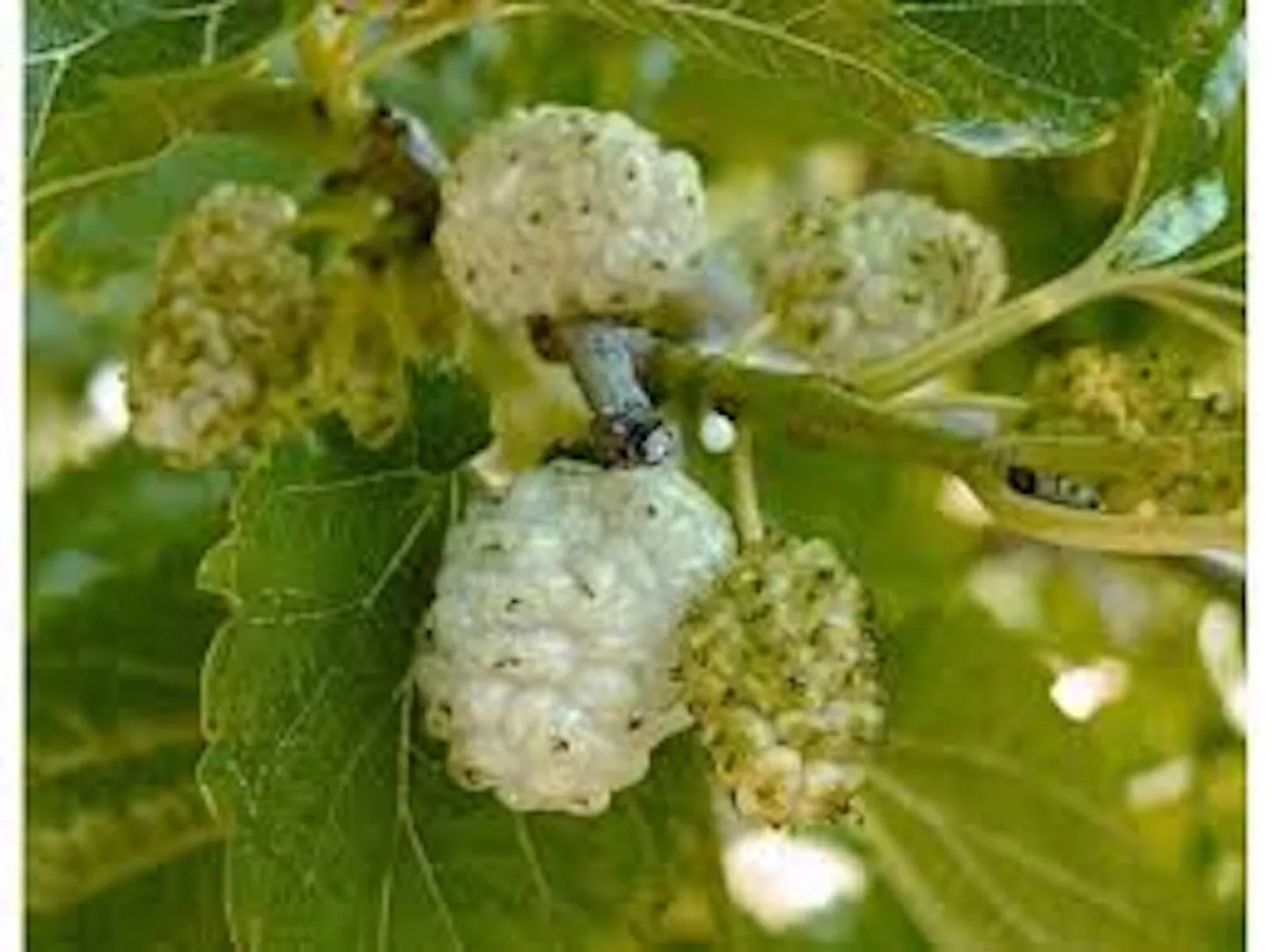 White Mulberry Tree Bare Root 1-2ft Tall Morus alba Fast Growing Hardy Zones 3-9 Live Plant