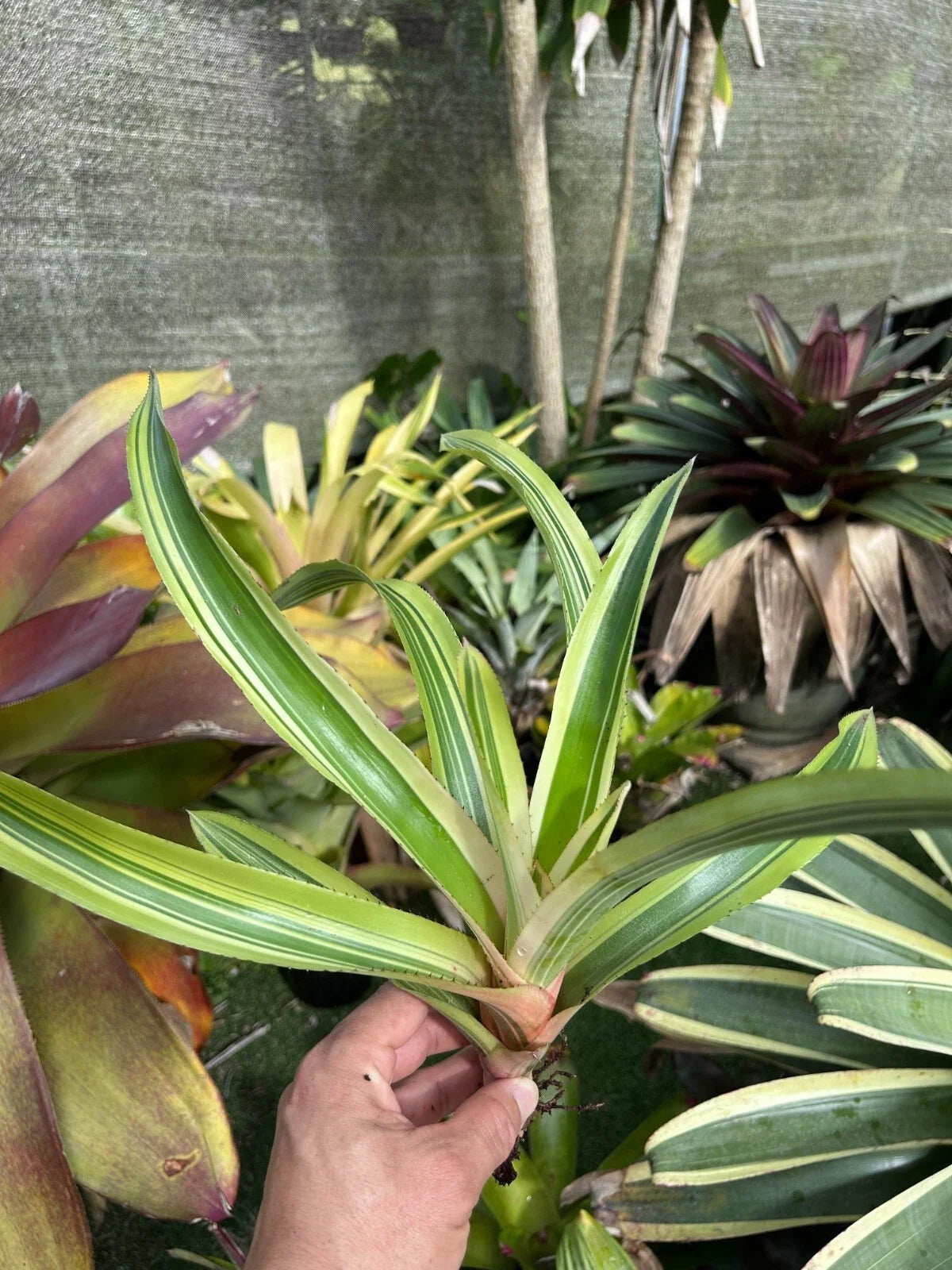 Bromeliad Plant - Aechmea 'Melodrama' - Tropical Indoor Houseplant - Pink and Blue Flowers - G. Groves Variety