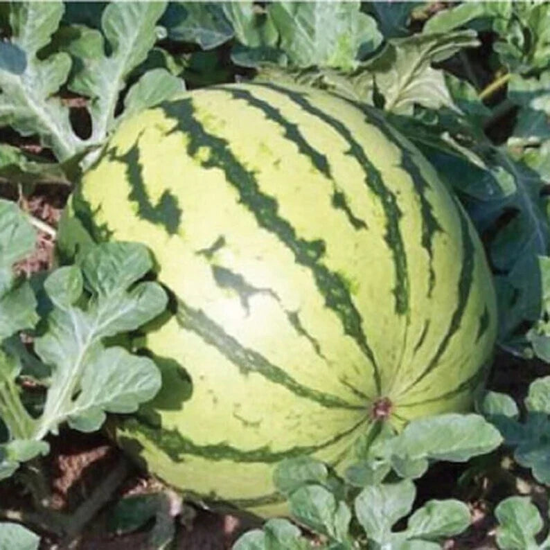 Dixie Queen Watermelon Seeds – Organic, Non-GMO, USA Grown, 20 Seeds for Home Garden, Juicy Fruit, Citrullus lanatus