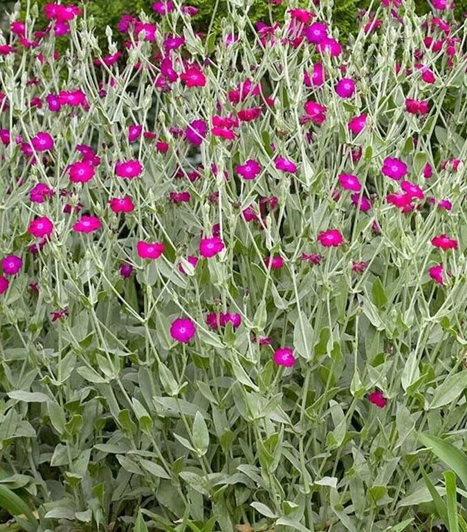 Lychnis Coronaria Seeds - Rose Campion Perennial Flower Mix - 25 Seeds for Garden Borders & Pollinator Attracting