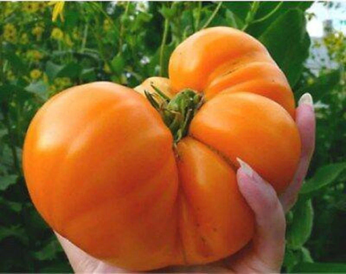 Amana Orange Tomato Seeds - Heirloom Organic Non-GMO, Rare Solanum lycopersicum, Juicy Orange Fruit, 10+ Seeds, Full Sun, Easy Grow