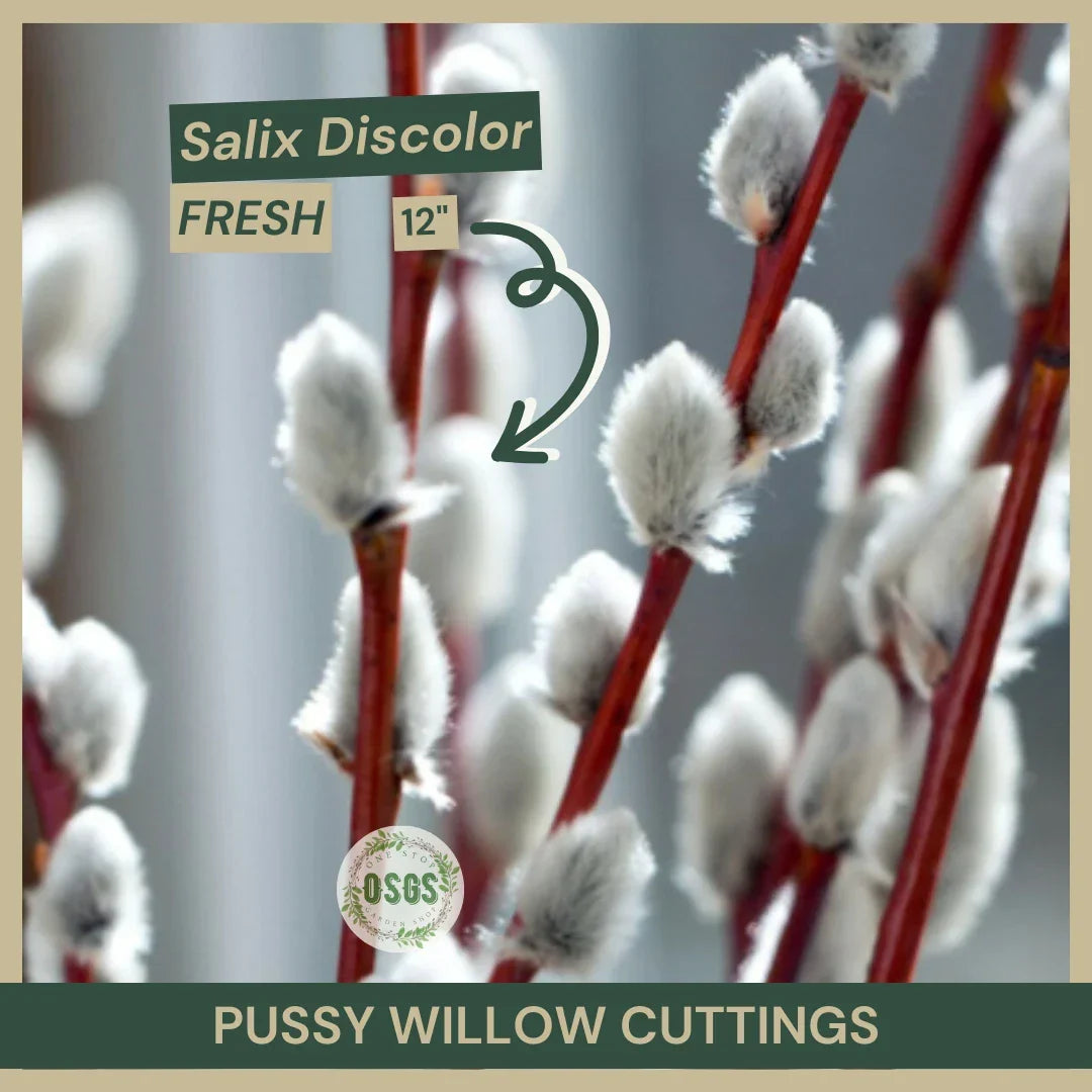 Pussy Willow Cuttings 18" Salix discolor Native Shrub Fresh Planting Material