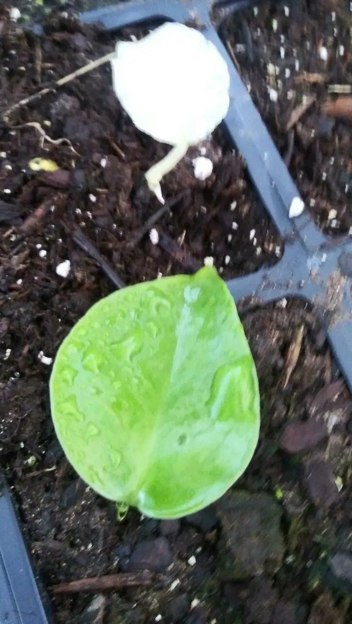 Monstera Deliciosa Seedlings - Variegated Green Tropical Houseplant for Indoor Gardening