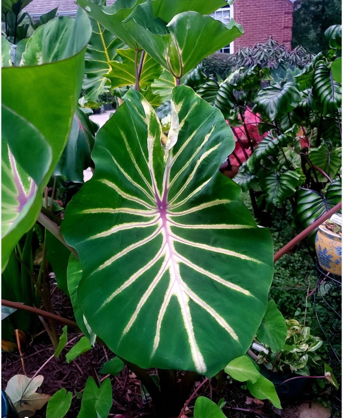 Elephant Ear Plant Starter - Small Rooted Colocasia esculenta - Pharaoh’s Dream Tropical Foliage Plant