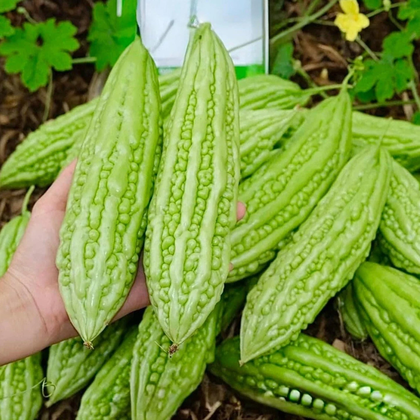 Bitter Melon Seeds 15pcs, Green Skin, Fast-Germinating, Momordica charantia, Annual Vegetable for Home Gardens & Containers