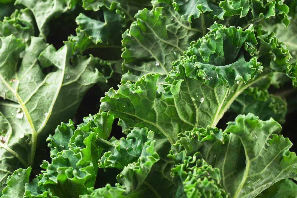 Dwarf Siberian Kale Seeds - 300+ Non-GMO Vegetable Garden Seeds - Brassica oleracea var. sabellica