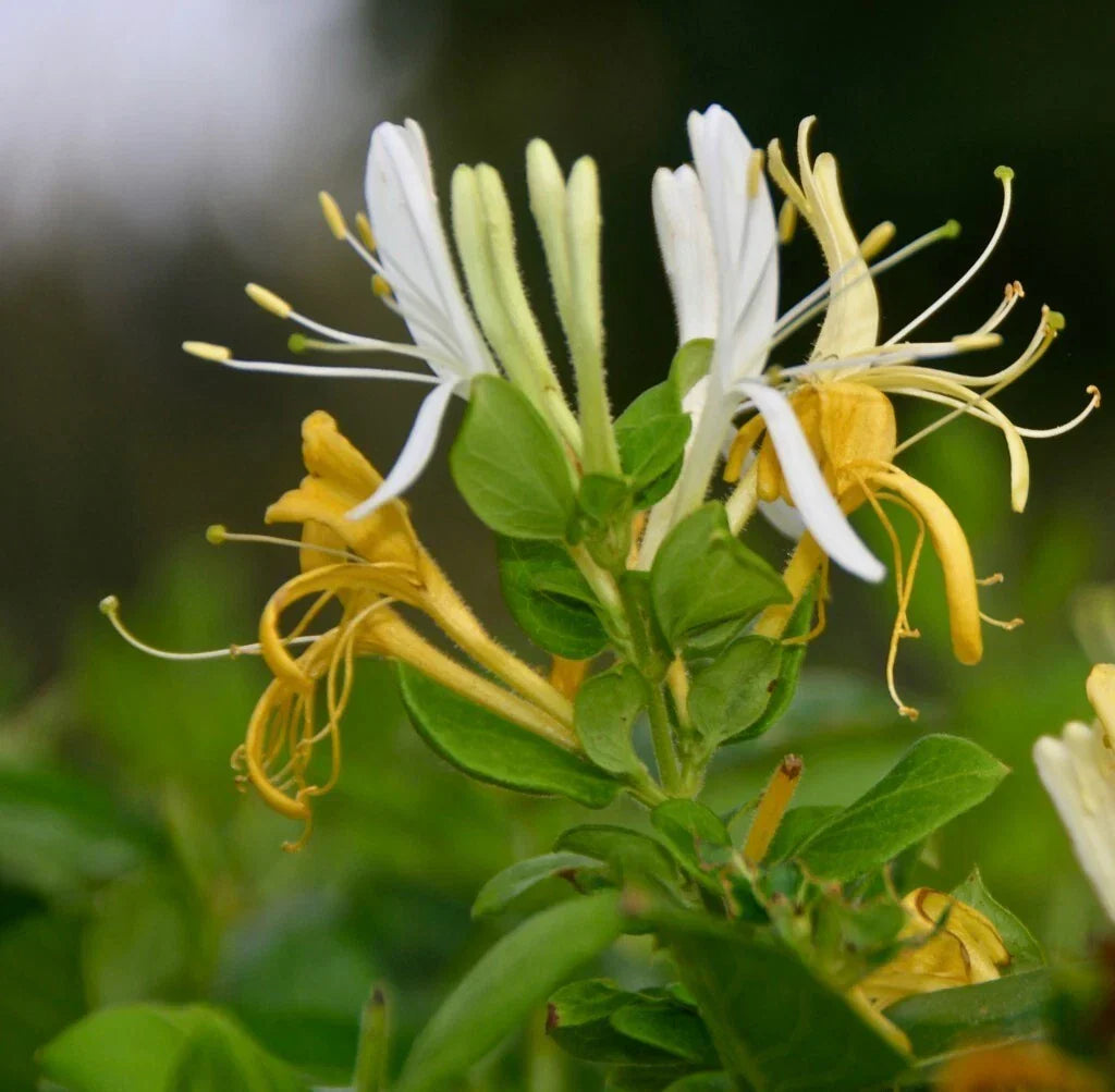 Halls Honeysuckle Cuttings - 5+ Lonicera japonica Cuttings with Fragrant White Flowers