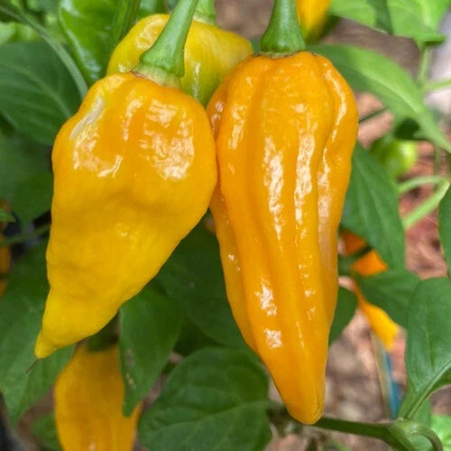 Fatalii Pepper Seeds - Heirloom Non-GMO Capsicum chinense, Spicy Hot Peppers for Garden or Container Planting