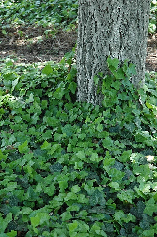 Baltic Ivy Rooted Cuttings - Climbing Vine & Ground Cover - Hedera helix - Sub Zero Hardy, Evergreen Foliage, Drought Tolerant
