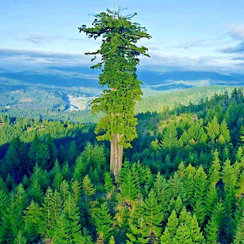 Giant Sequoia Seeds - Fast Growing Sierra Redwood Tree Seeds for Planting