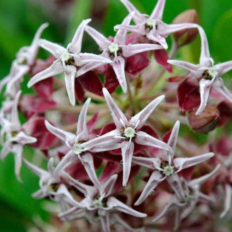 Showy Milkweed Seeds - Perennial Pollinator Plant - Asclepias speciosa - Monarch Butterfly Host - 100 Seeds for Garden Pollinators