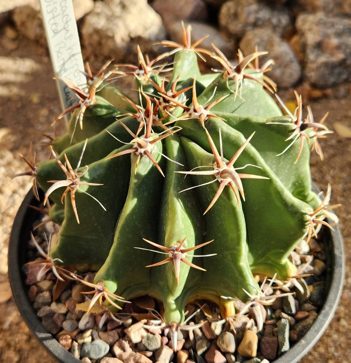 Ferocactus Herrerae Var Brevispinus Barrel Cactus Live Rooted Plant - Drought-Tolerant Succulent for Indoor & Outdoor