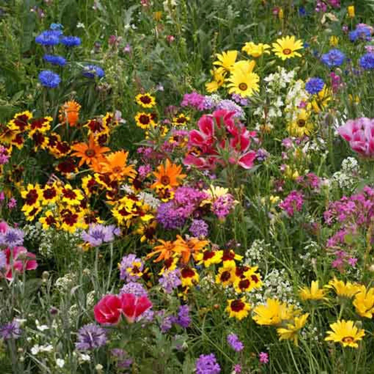 Low Grow Wildflower Mix Seeds - 200+ Seeds, 18 Species, Native USA Wildflowers