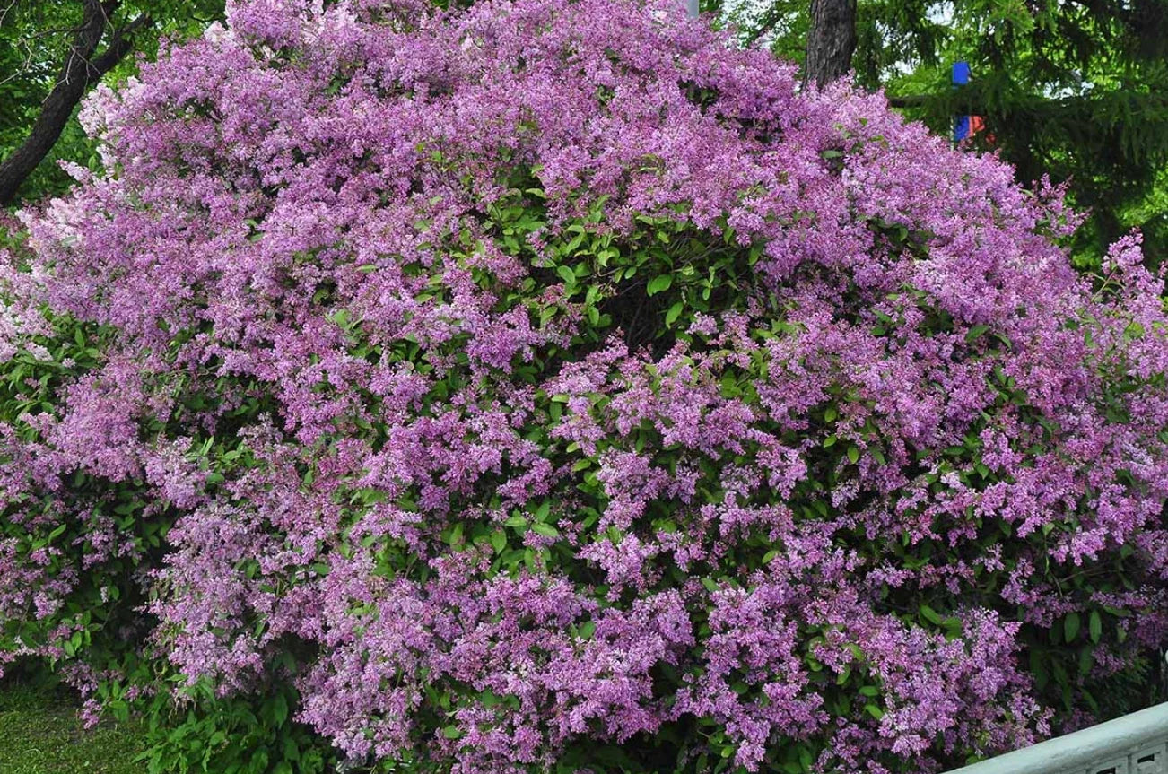 Old Fashion Lilac Bush 9-14" Fragrant Purple Blooms Syringa vulgaris in 5" Pot