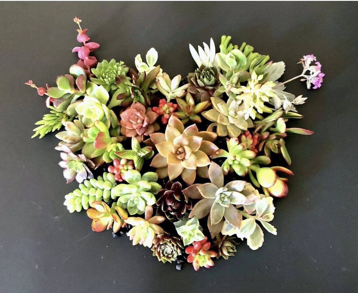 Organic Succulent Cuttings Set of 15 Varieties - Colorful Healthy Plants for DIY Arrangements and Gardens
