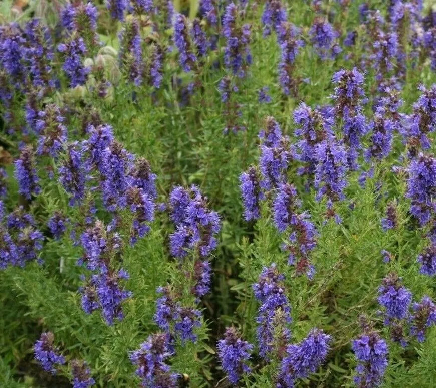 Hyssop Seeds - 500+ Hyssopus officinalis Perennial Flower Seeds for Garden