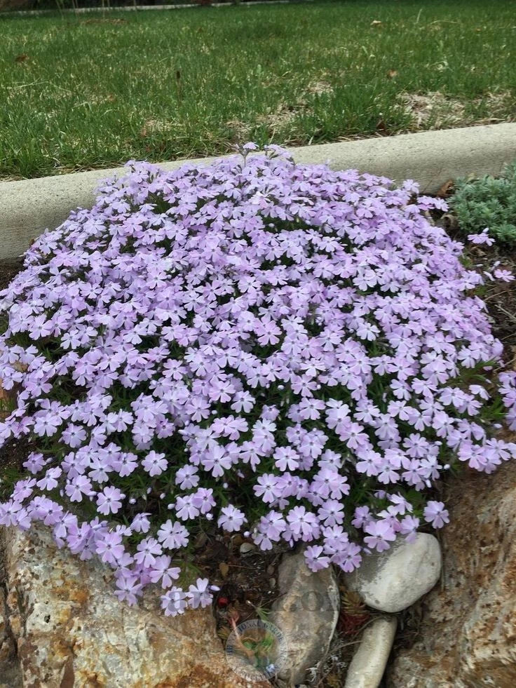 Creeping Phlox 4" Pot Emerald Blue Groundcover for Rock Gardens, Pathways, Erosion Control – Phlox subulata