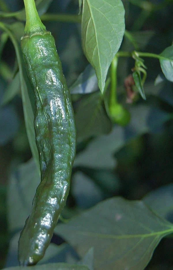 Pasilla Bajio Hot Pepper Seeds - Non-GMO Heirloom Vegetable Seeds for Salsas & Sauces - Capsicum annuum, 25+ Pack