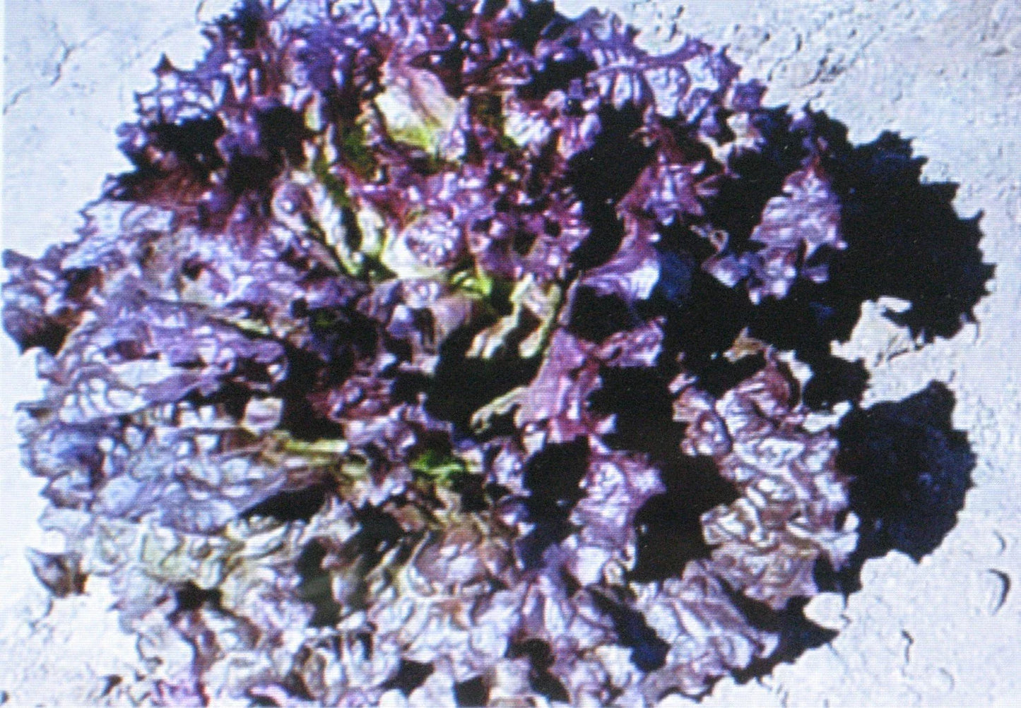 Ruby Red Leaf Lettuce Seeds | 100 Count Heirloom Lactuca sativa
