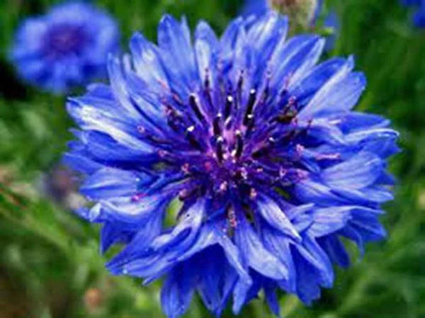 Dwarf Blue Bachelor Button Seeds - 100 Count - Centaurea cyanus