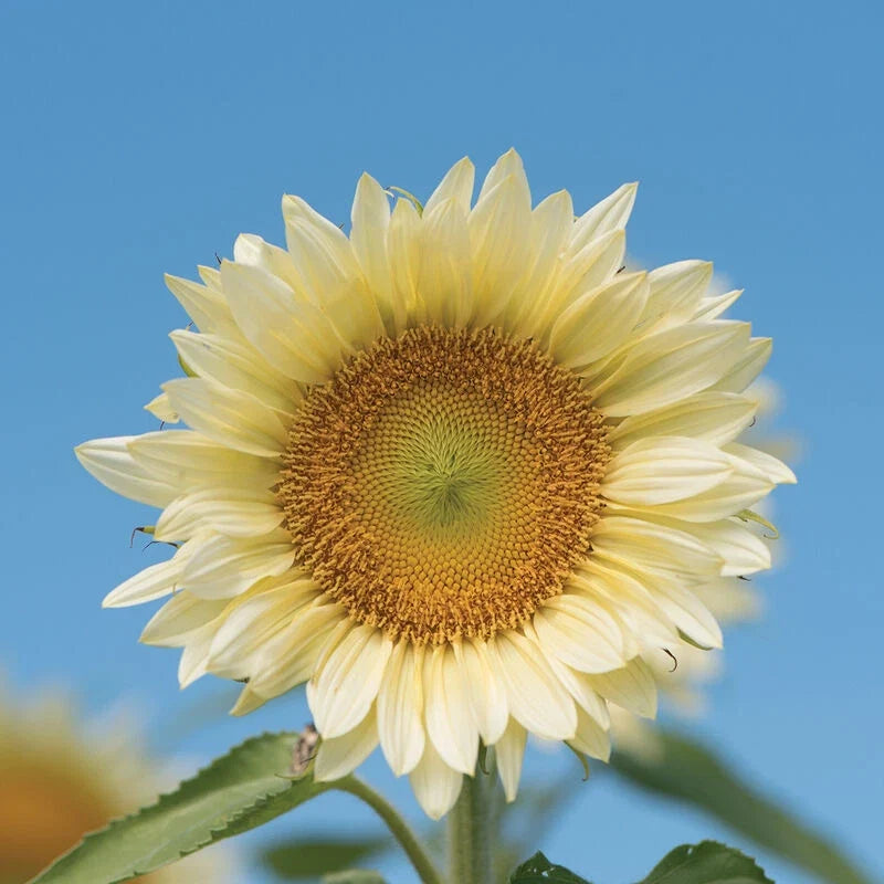 White Light Sunflower Seeds - 20 Pack, Pure White Helianthus annuus for Garden Planting, Bright Sunflower Flowers