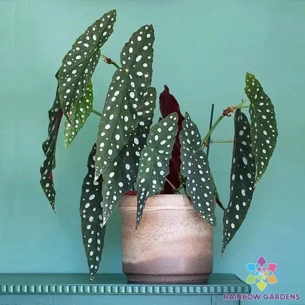Wightii Begonia Seeds – 25+ Pack for Garden Planting – Vibrant Foliage & Flowers – Begonia wightii Seeds