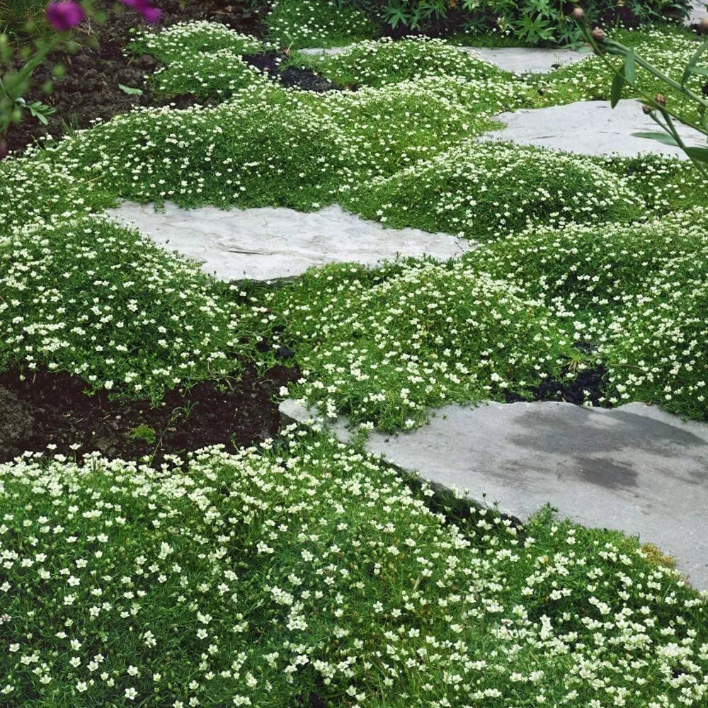 Irish Moss Seeds 250 Pack Ground Cover Sagina subulata for Landscaping and Garden Pathways